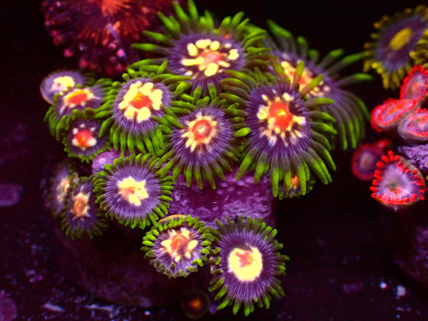 JF Stargazer Zoanthus | WYSIWYG