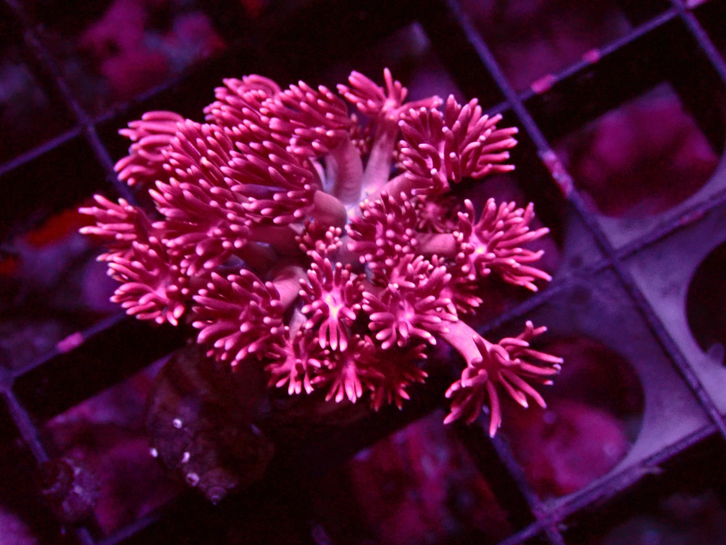 Ultra Pink Goniopora | WYSIWYG