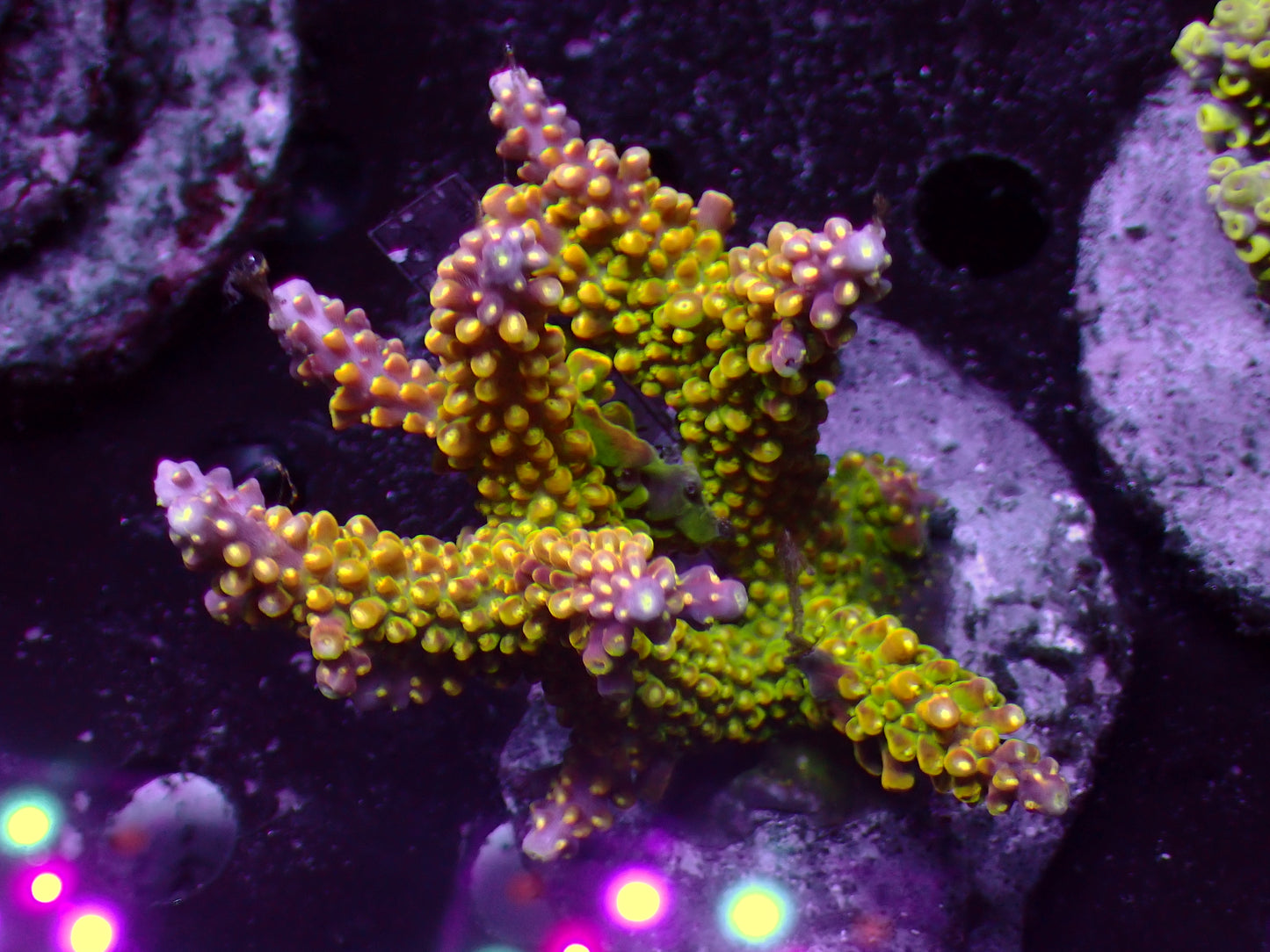 PR Sourpatch Acropora | Kolonie