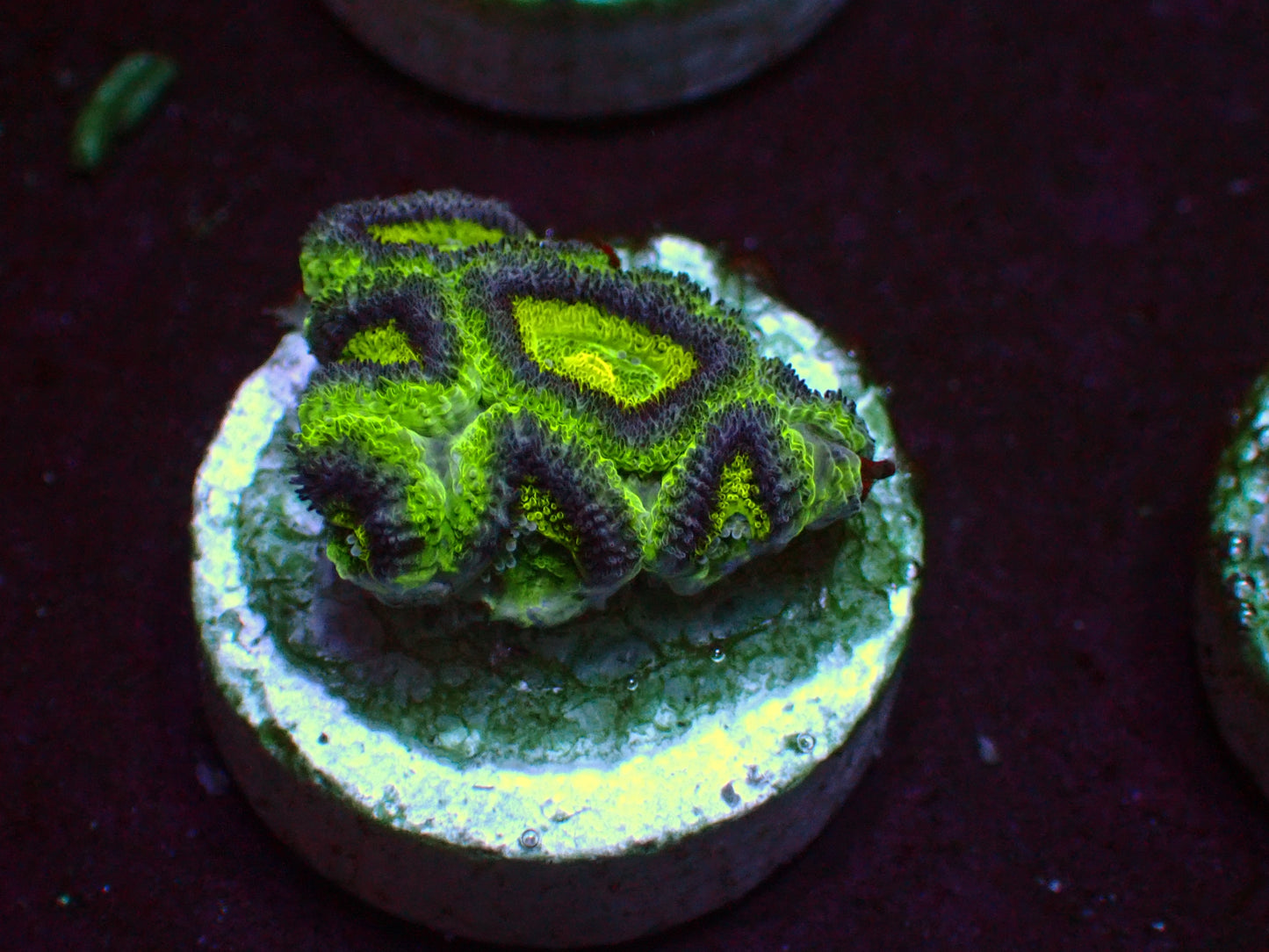 Alien Eye Micromussa | WYSIWYG