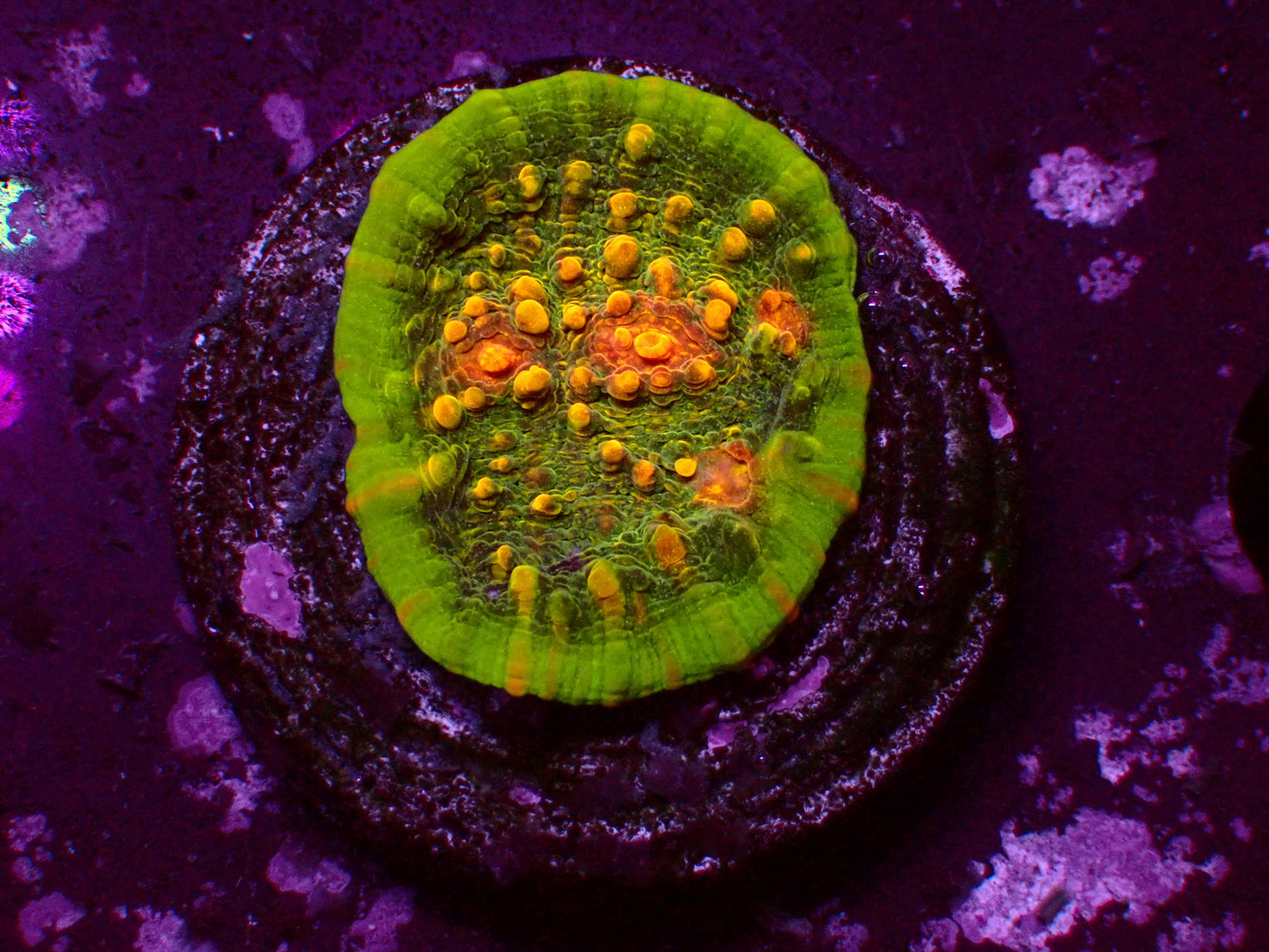 JF Area 51 Chalice | WYSIWYG