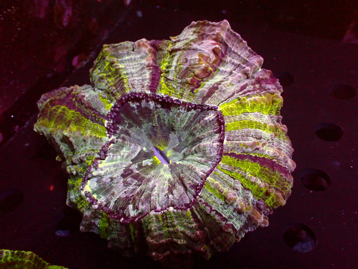 Toxic Stripes Acanthophyllia | WYSIWYG