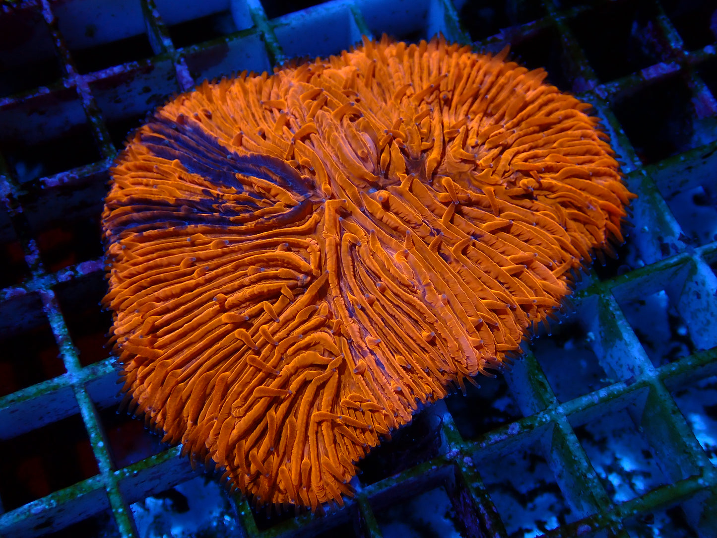 Grafted Fungia | WYSIWYG