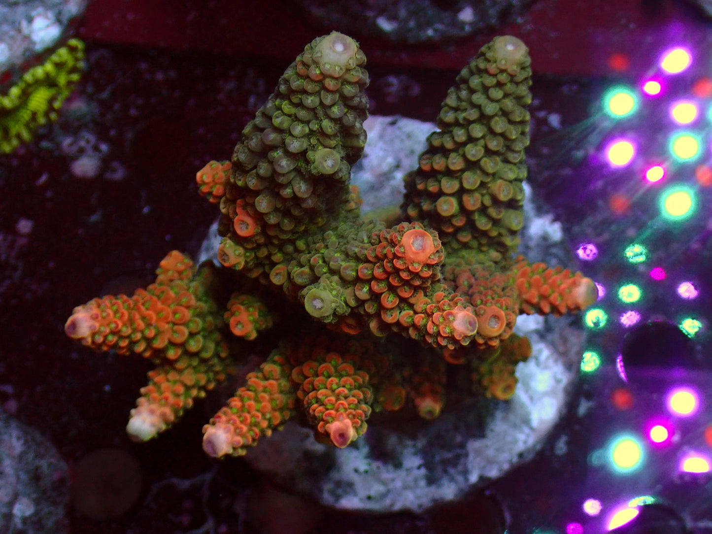 Acropora Humilis "Ultra/Red" | WYSIWYG