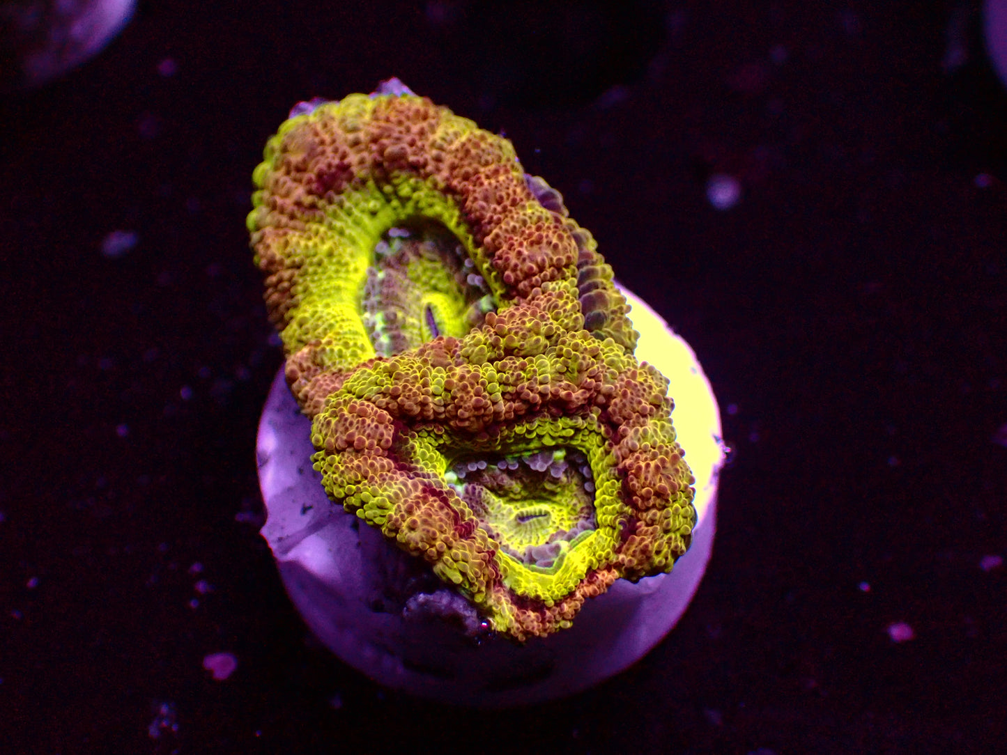 Asian Acan "Rainbow Ufo" | WYSIWYG