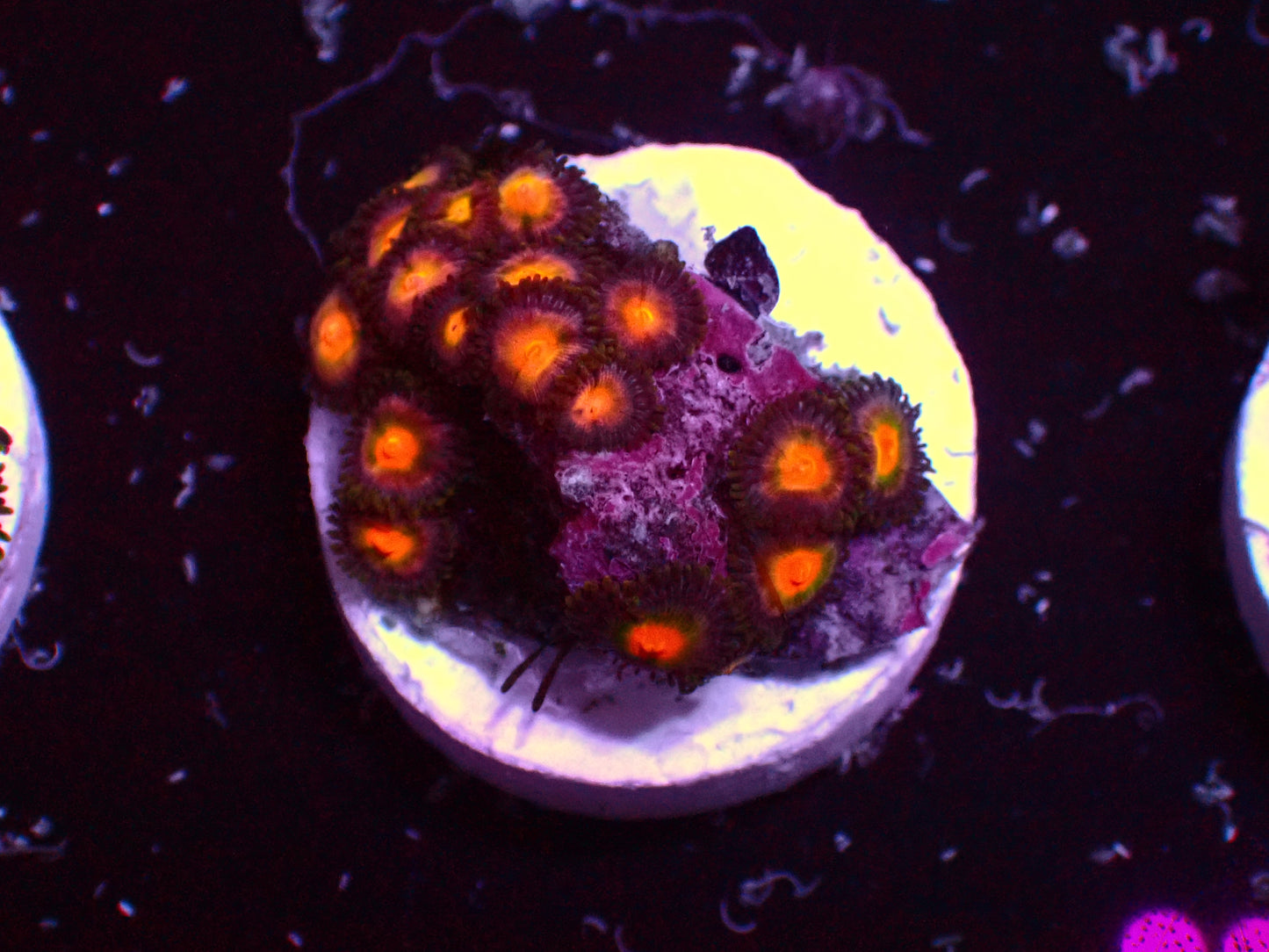 Zoanthus Orange Eye | WYSIWYG