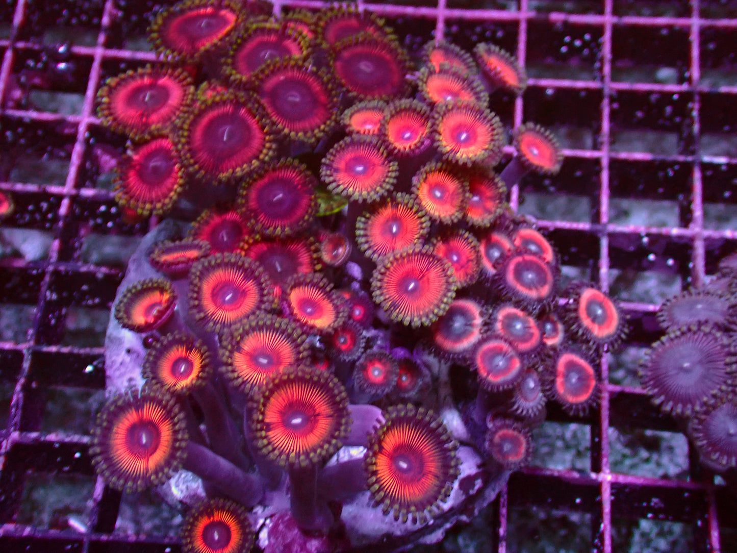 Zoanthus Rainbow Garden | WYSIWYG