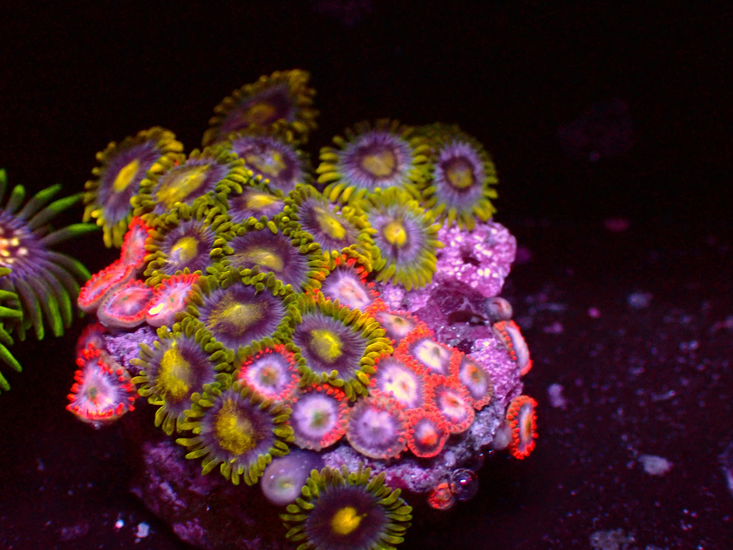 Rainbow Zoanthus | WYSIWYG