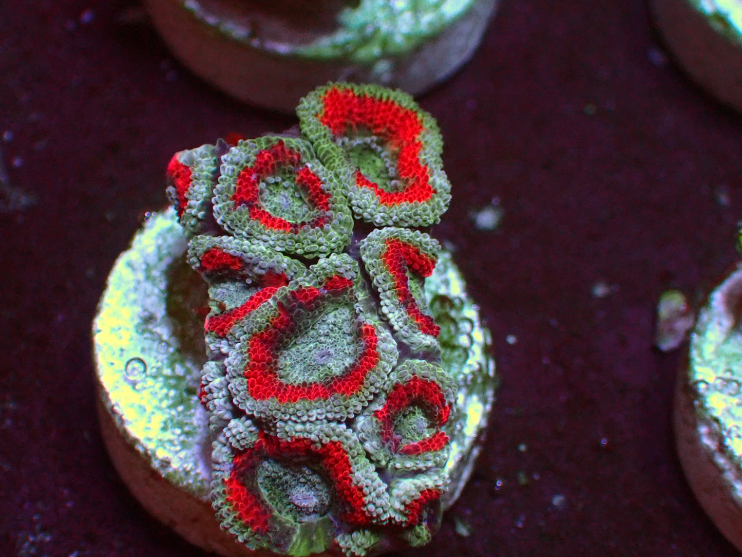 Red Ufo Micromussa | WYSIWYG