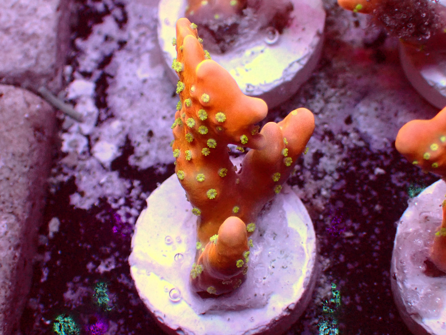 Anacropora Tropicana | WYSIWYG
