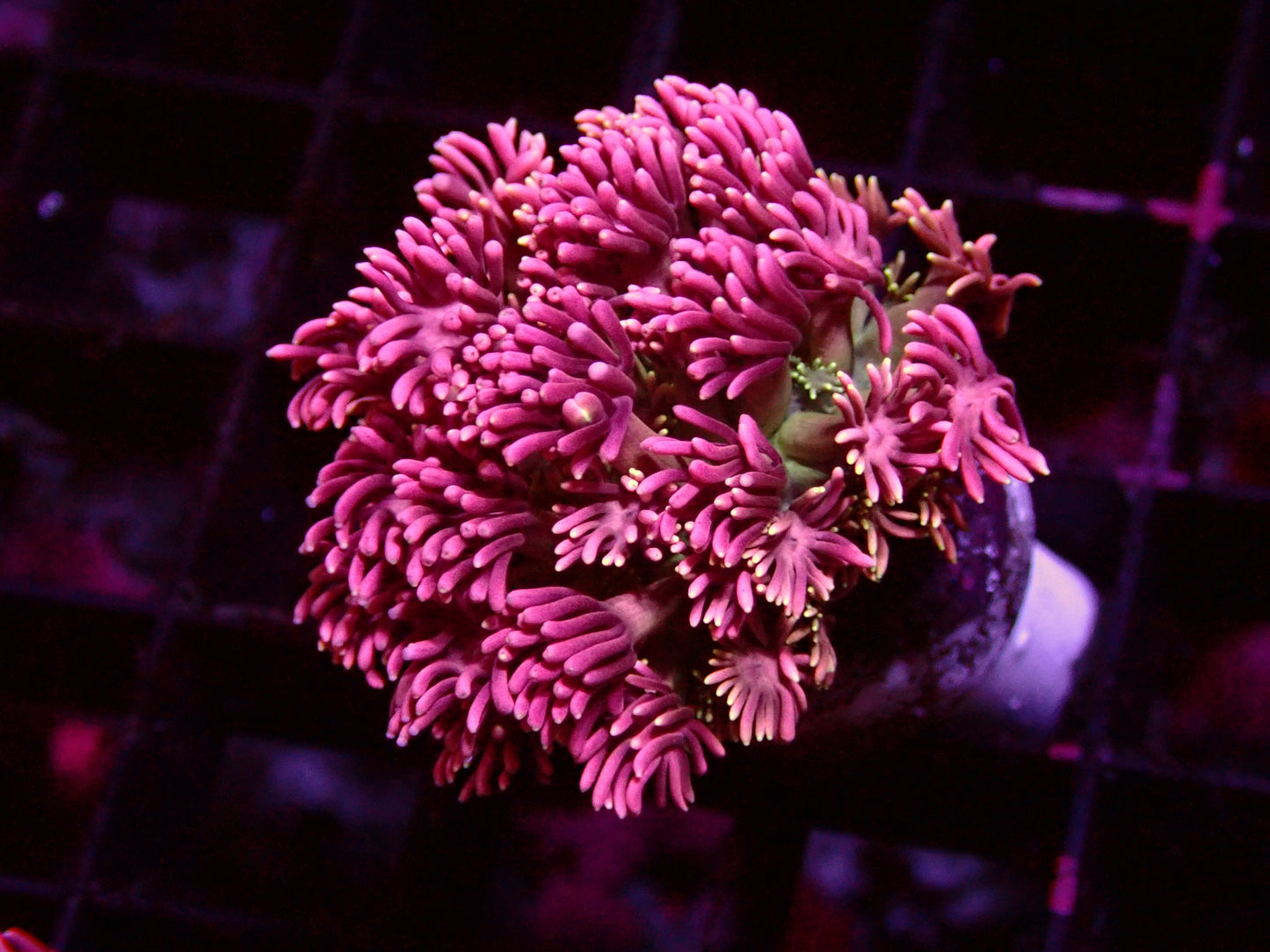 Ultra Pink Multi Goniopora | WYSIWYG