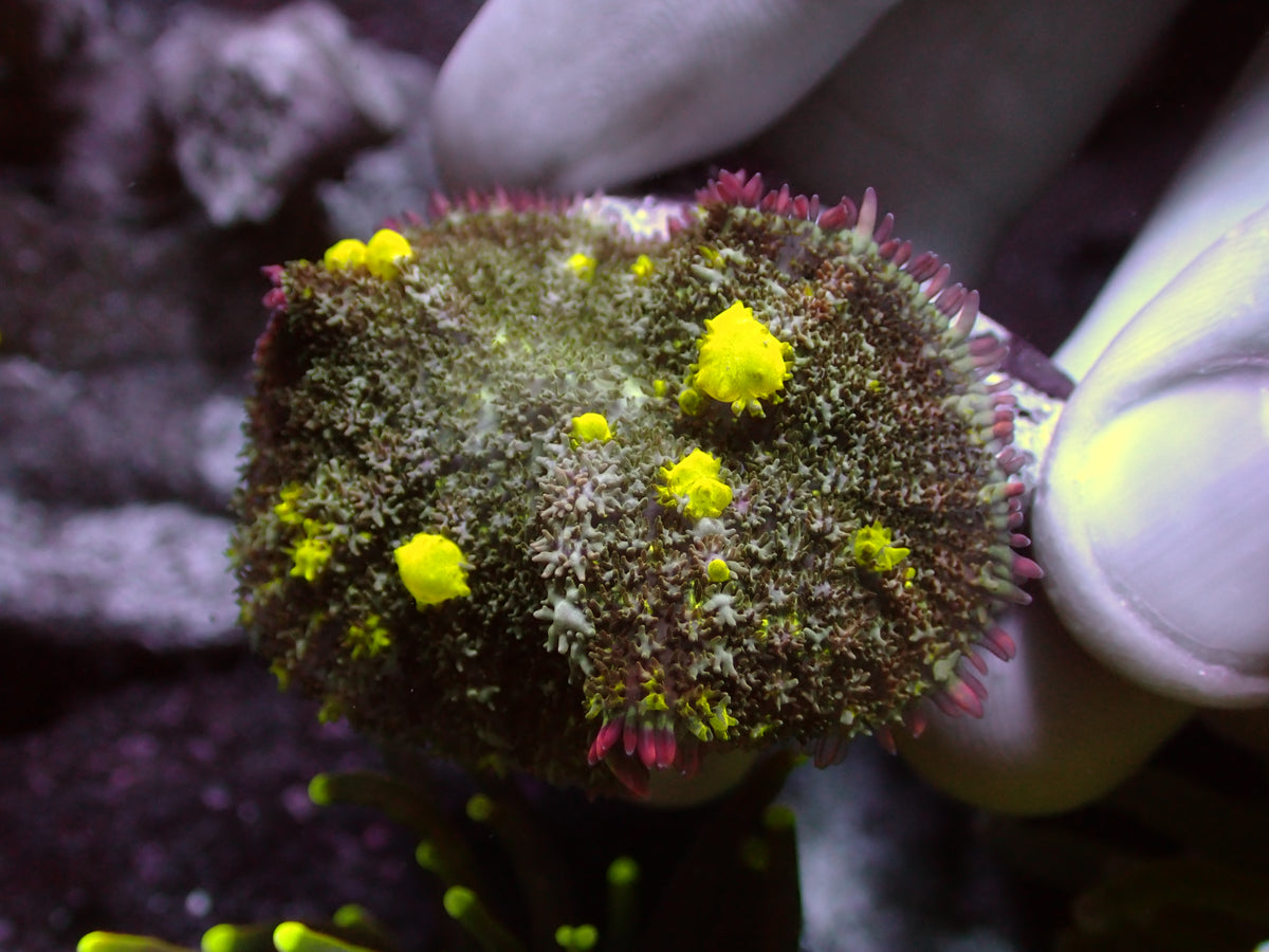 Toxic Bounce Pink Rim Mushroom | WYSIWYG