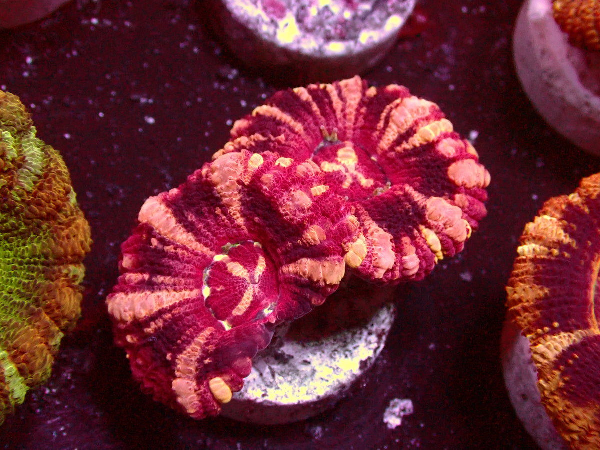 Insane Pink Stripes Asian Acanthastrea | WYSIWYG