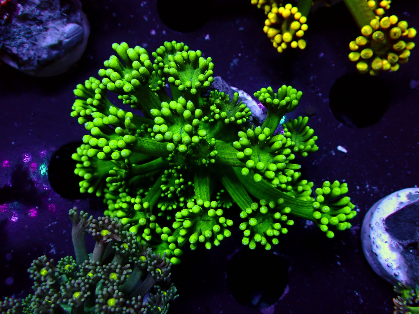 Green Flower Goniopora | WYSIWYG