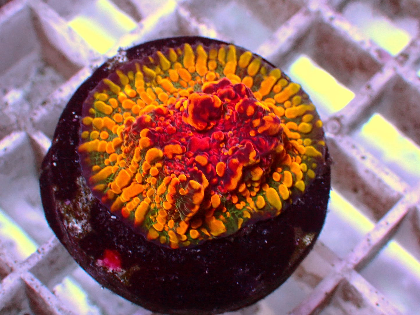 CC Cloudberry Chalice | WYSIWYG