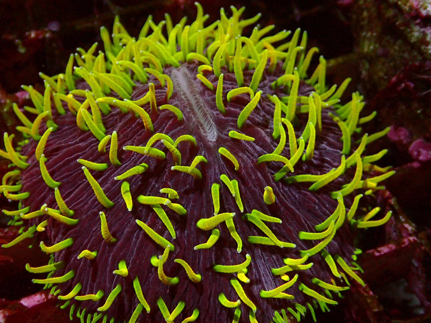 Neon Explosion Fungia | WYSIWYG