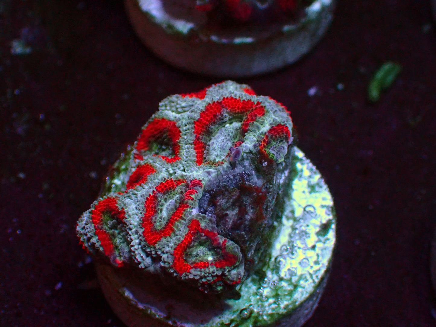 Red Ufo Micromussa | WYSIWYG