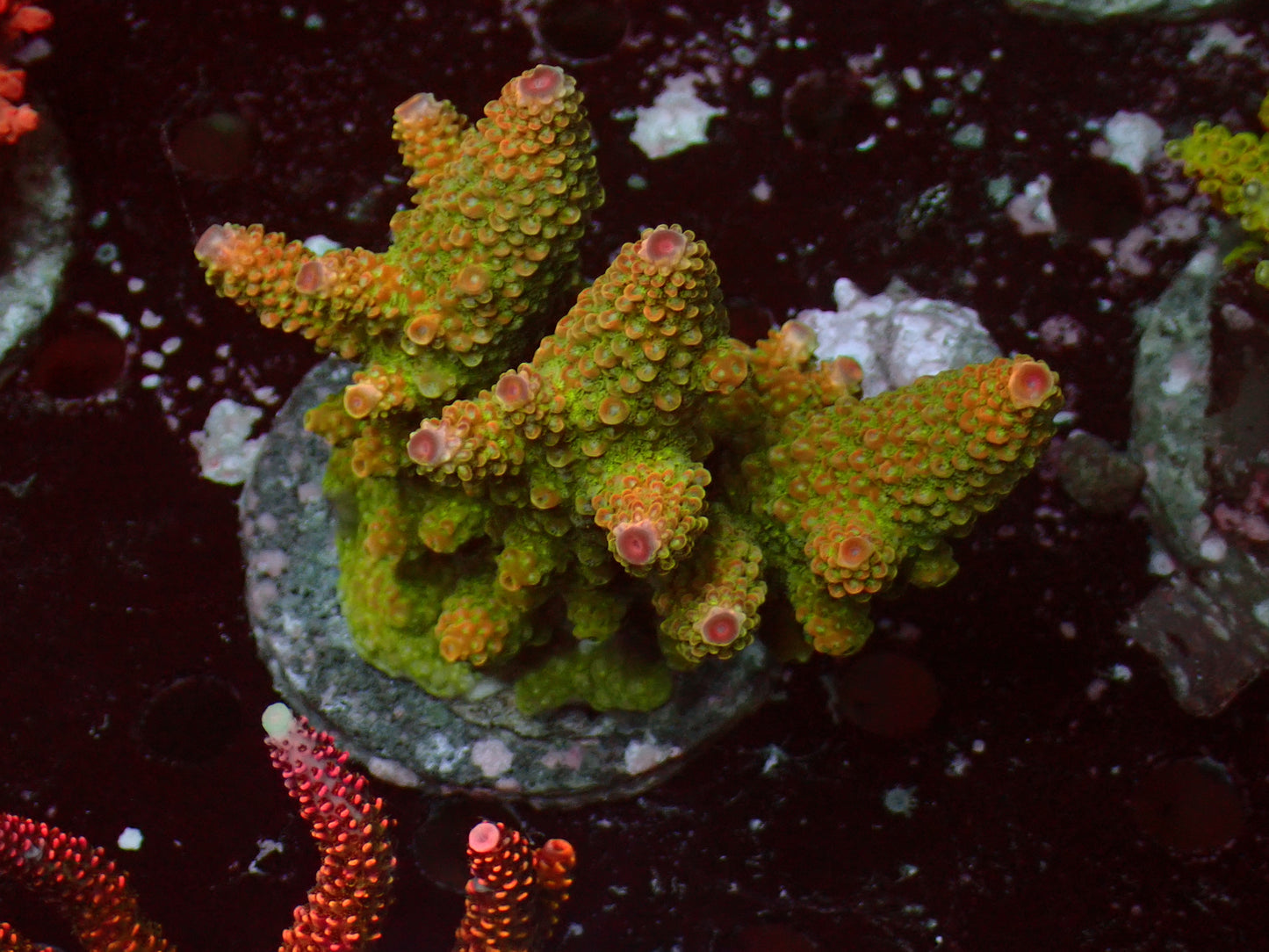 Acropora Humilis "Red/Green" | Colony