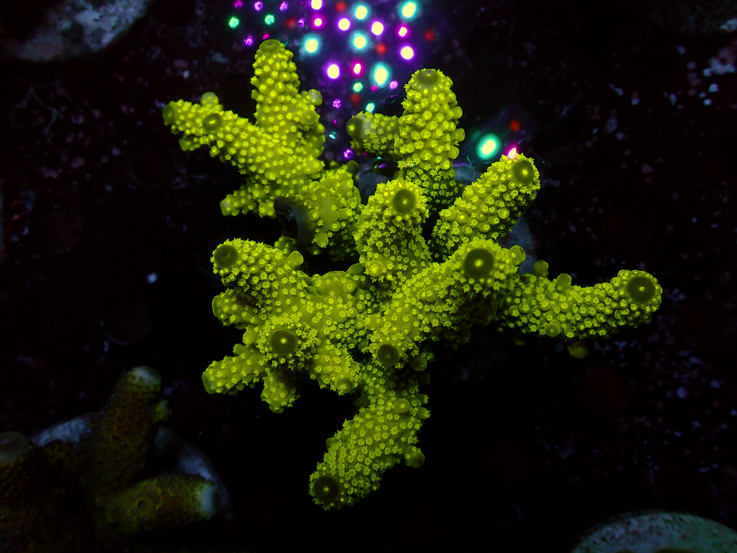 Acropora Humilis "Ultra/Neon Polyps" | Colony