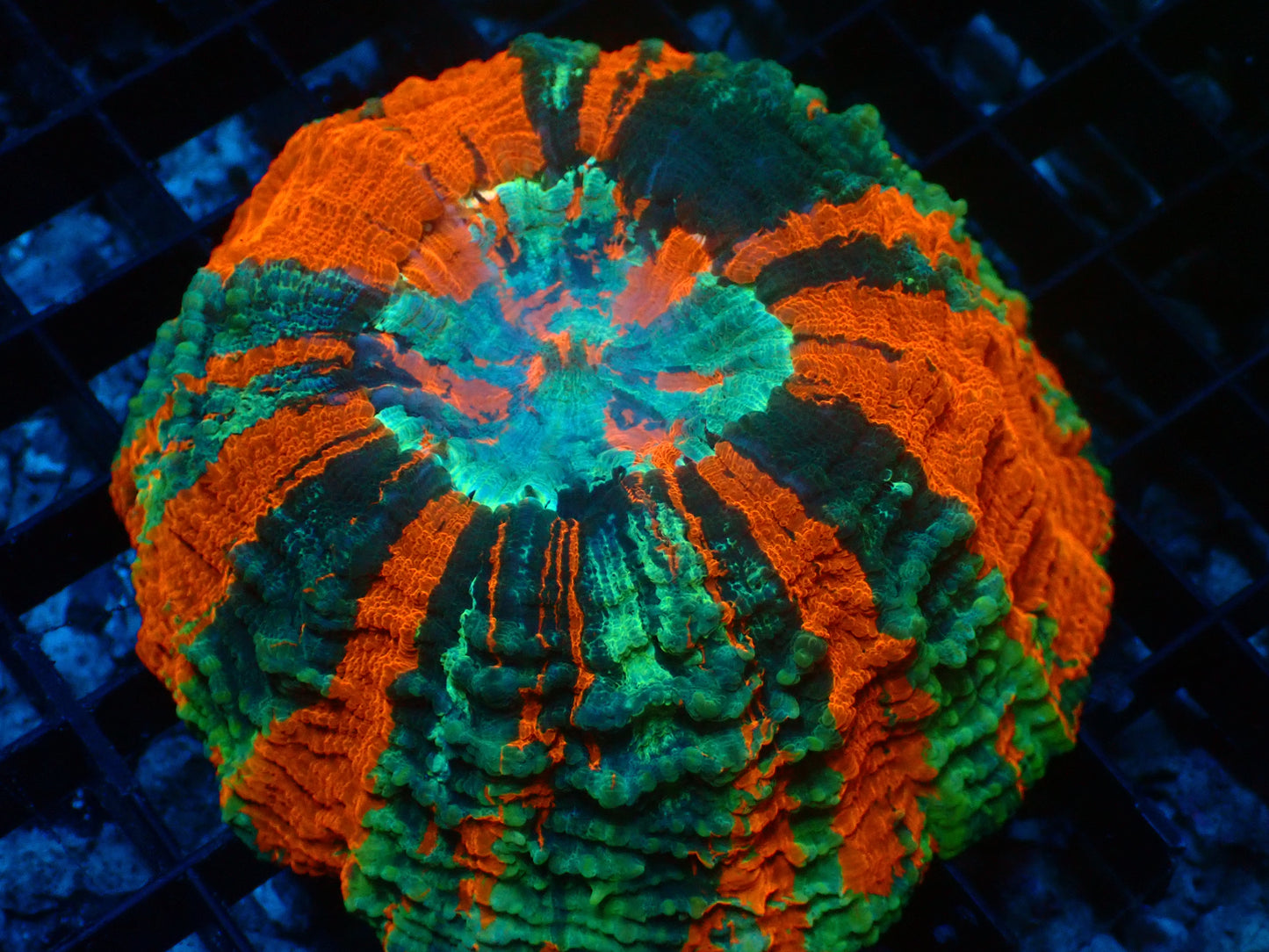 Mastergrade Acanthophyllia | WYSIWYG