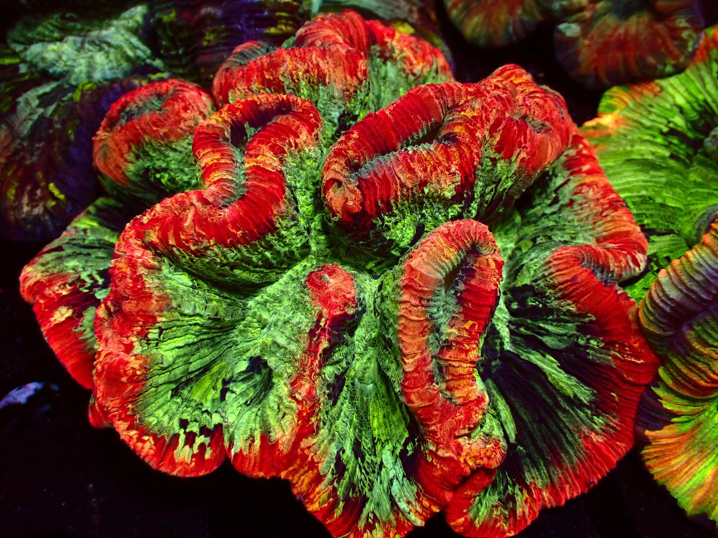 Mastergrade Trachyphyllia | WYSIWYG