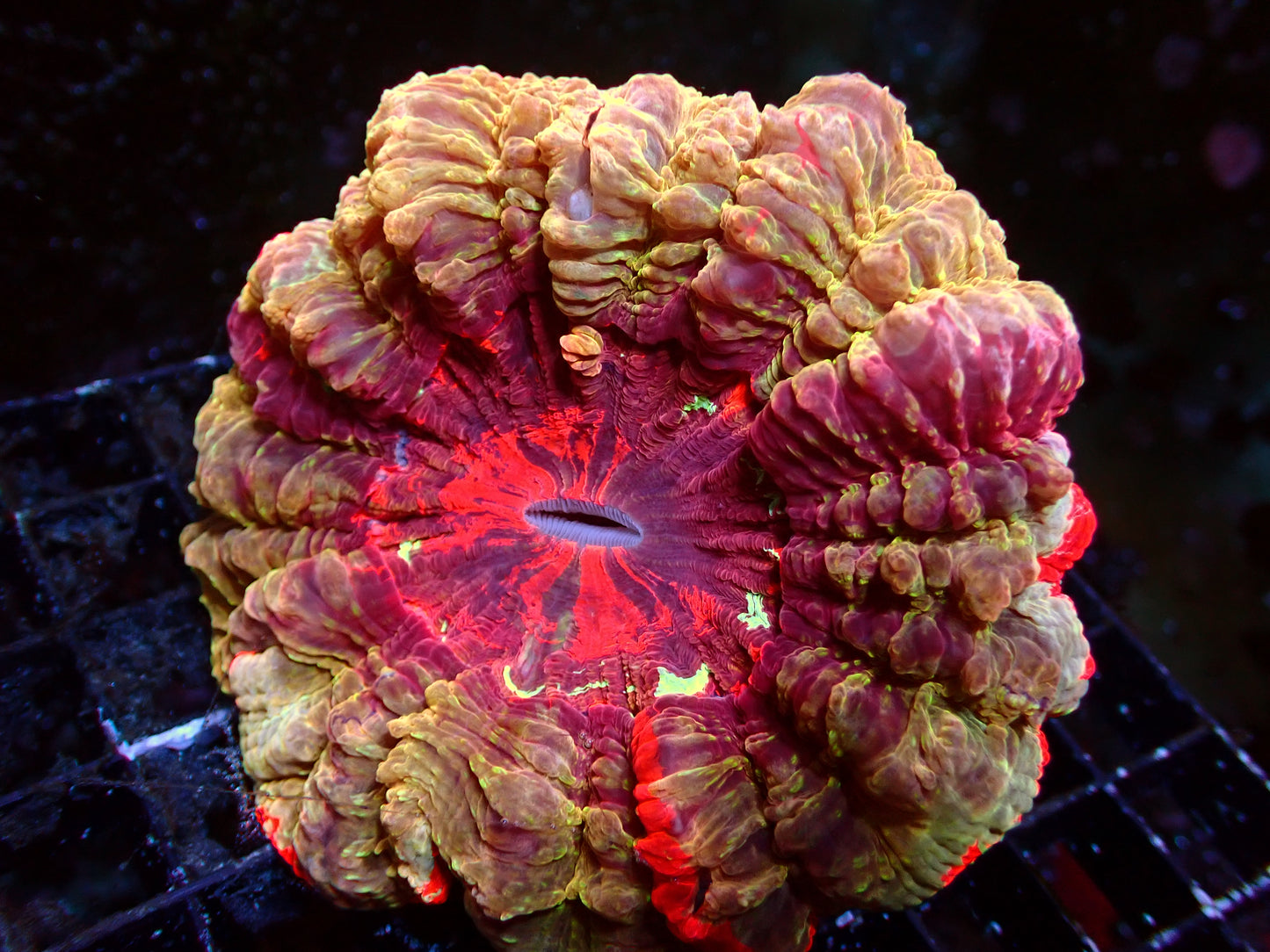 Golden Mastergrade Acanthophyllia | WYSIWG