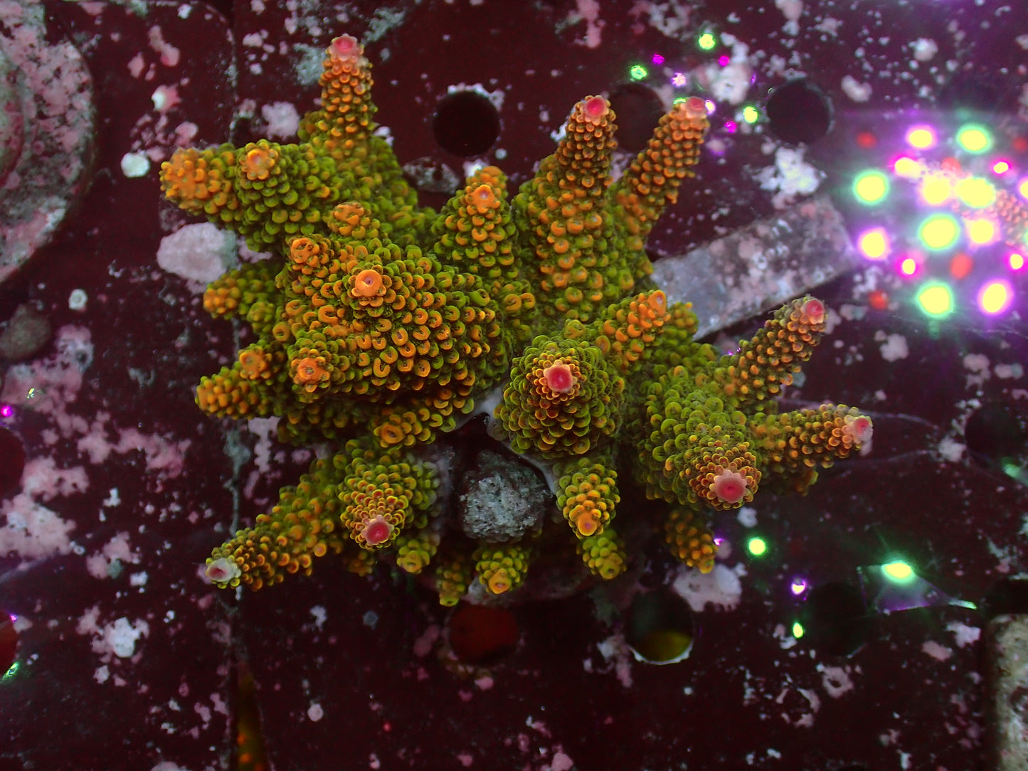 Acropora Humilis "Rainbow" | Colony