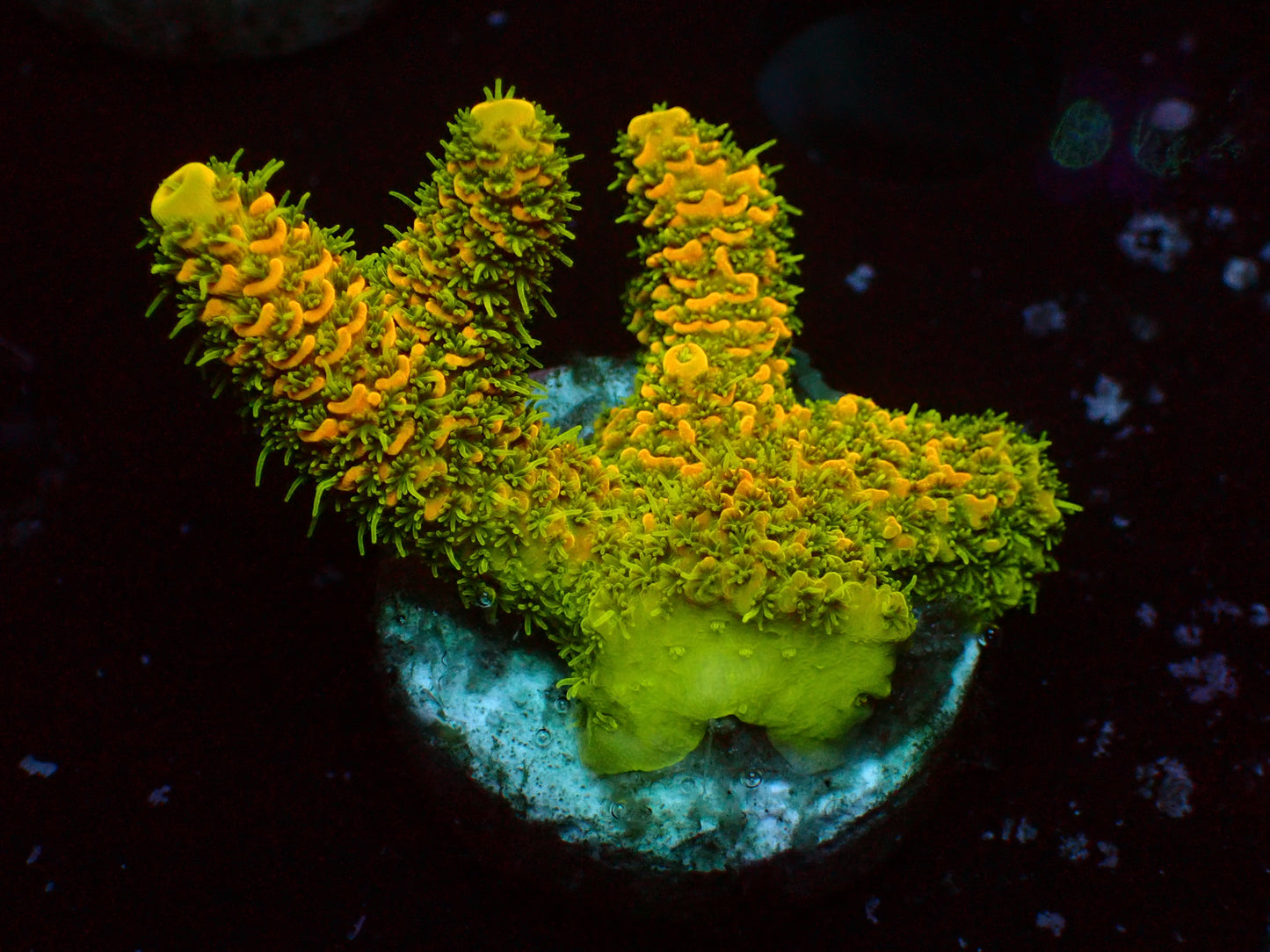 Solar Flair Millepora | WYSIWYG