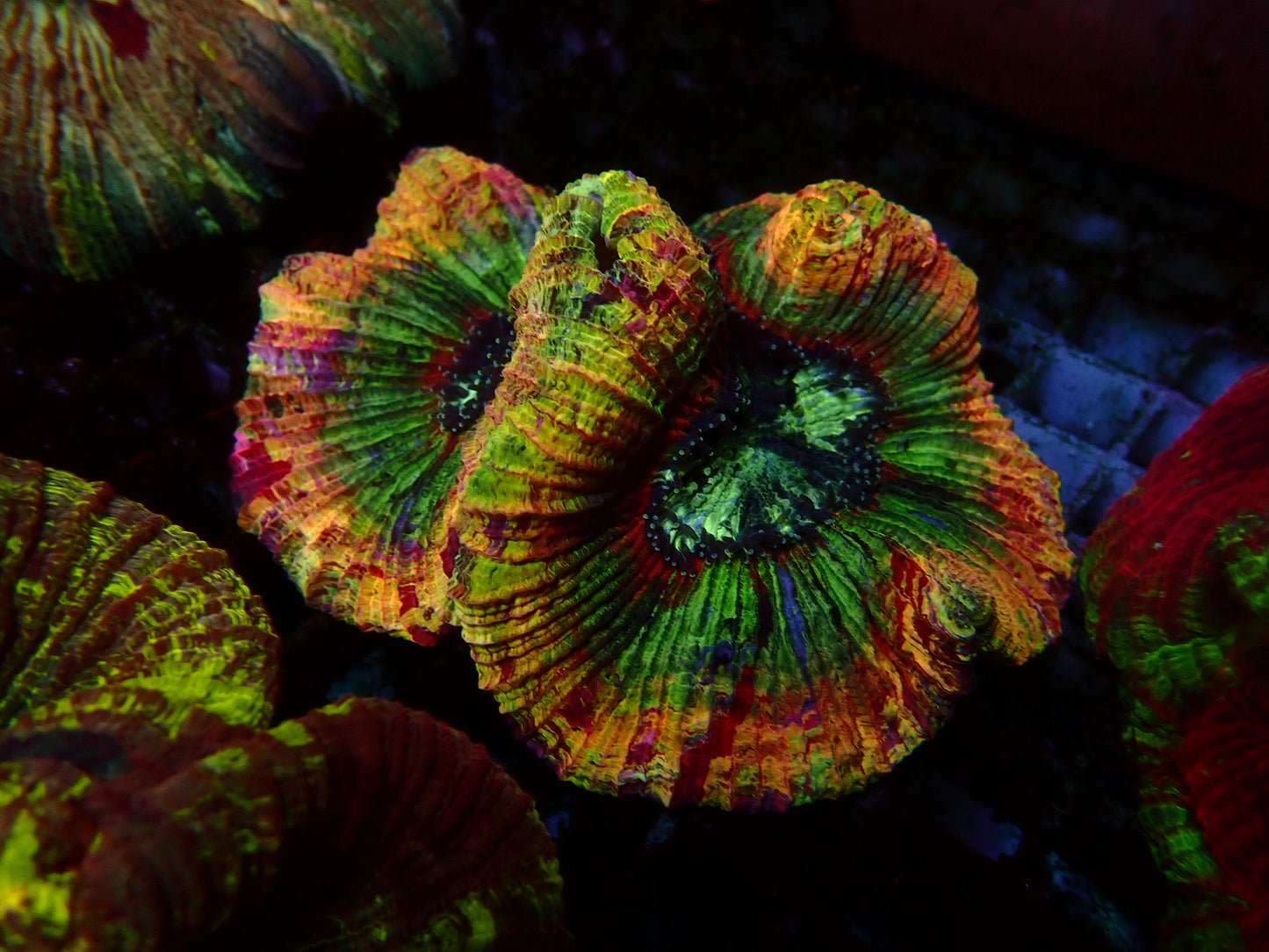 Master Skittles Trachyphyllia | WYSIWYG