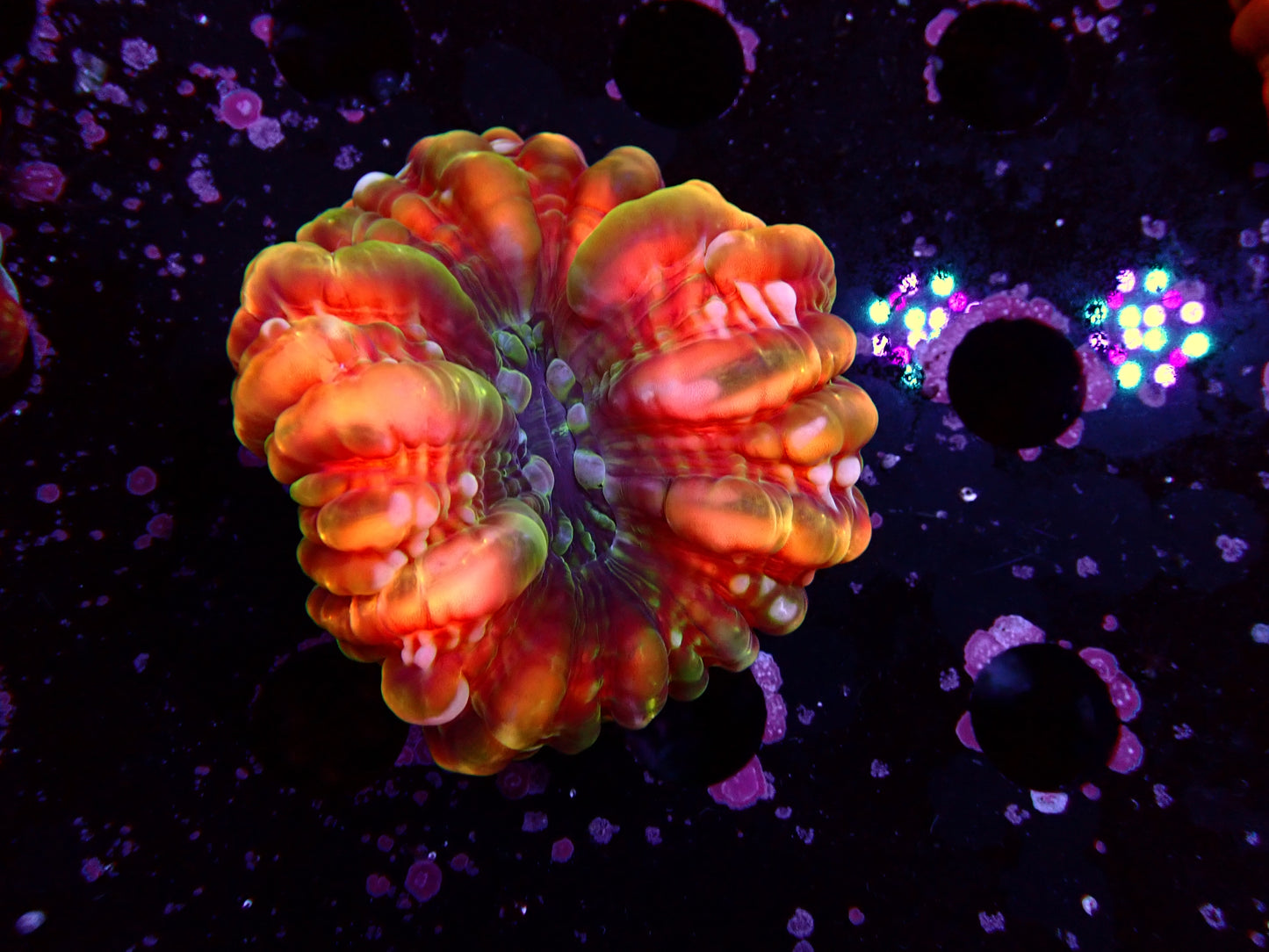 Rainbow Cynarina | WYSIWYG