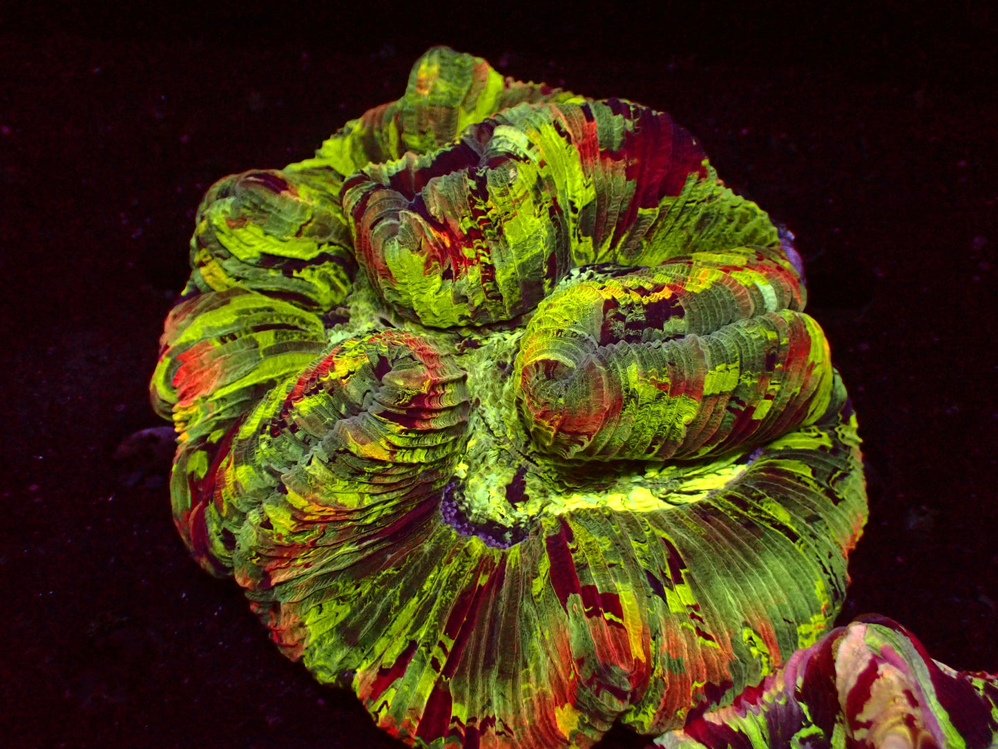 Mastergrade Trachyphyllia | WYSIWYG