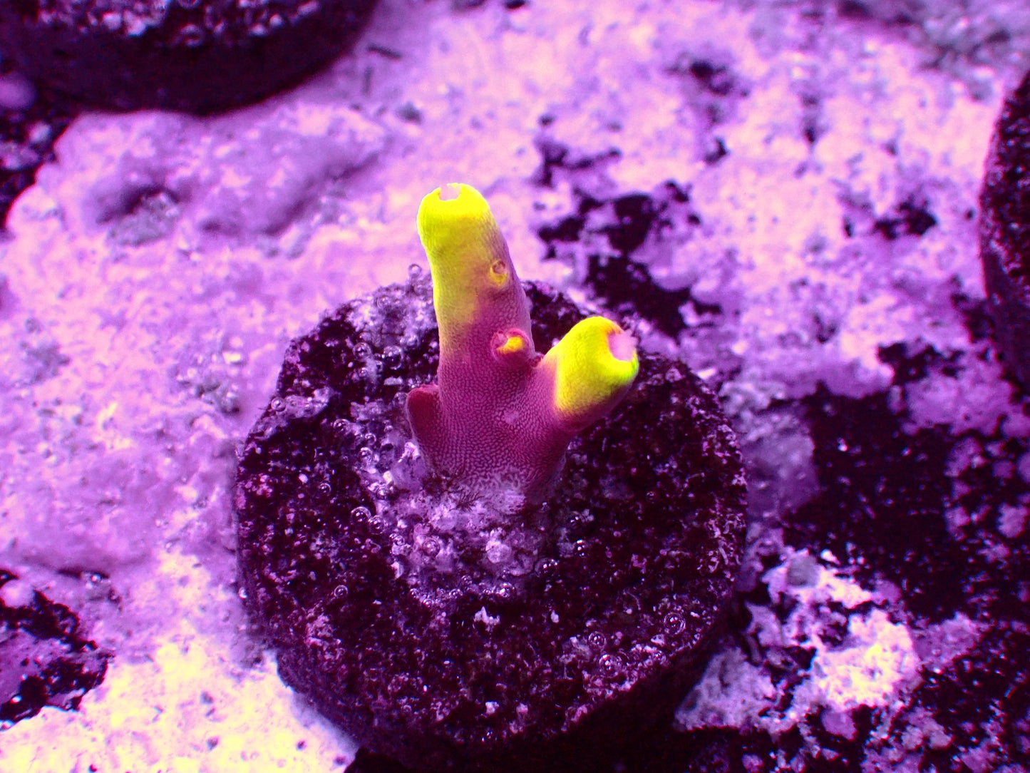 JF Foxflame Acropora | WYSIWYG