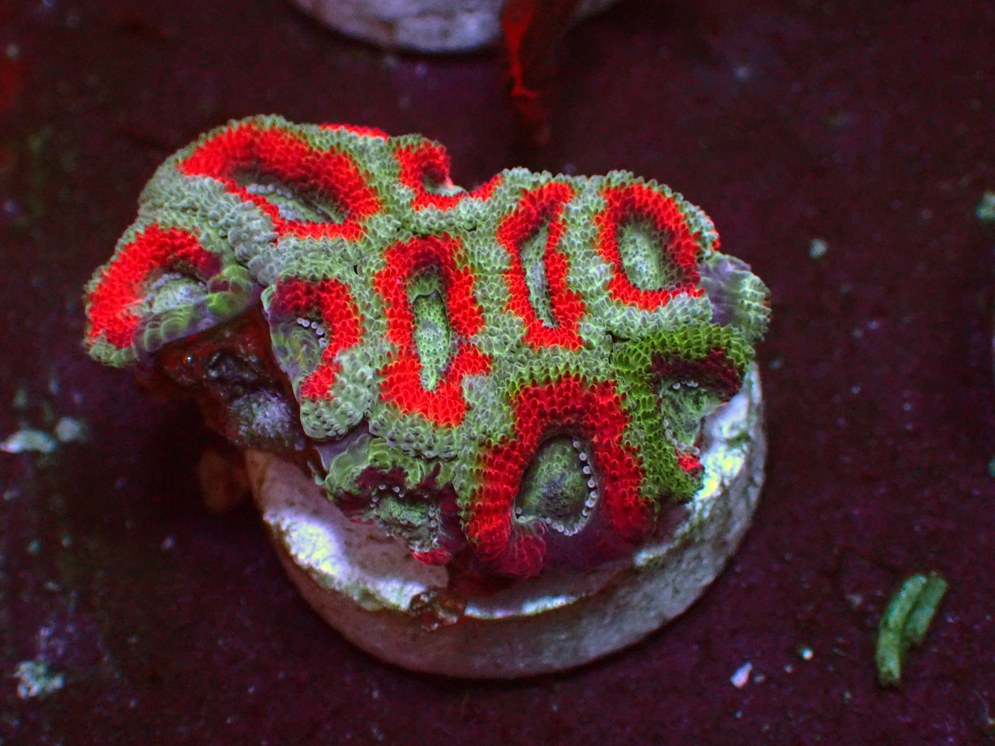Red Ufo Micromussa | WYSIWYG