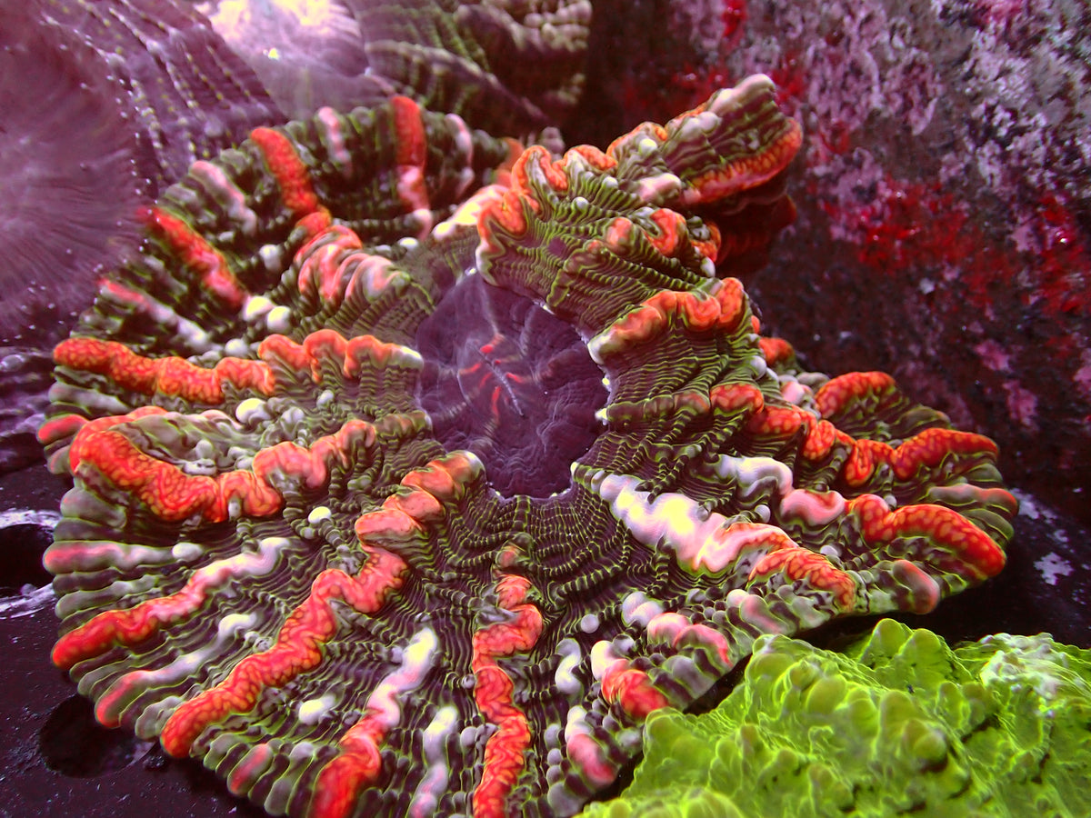 Indophyllia Matsergrade | WYSIWYG