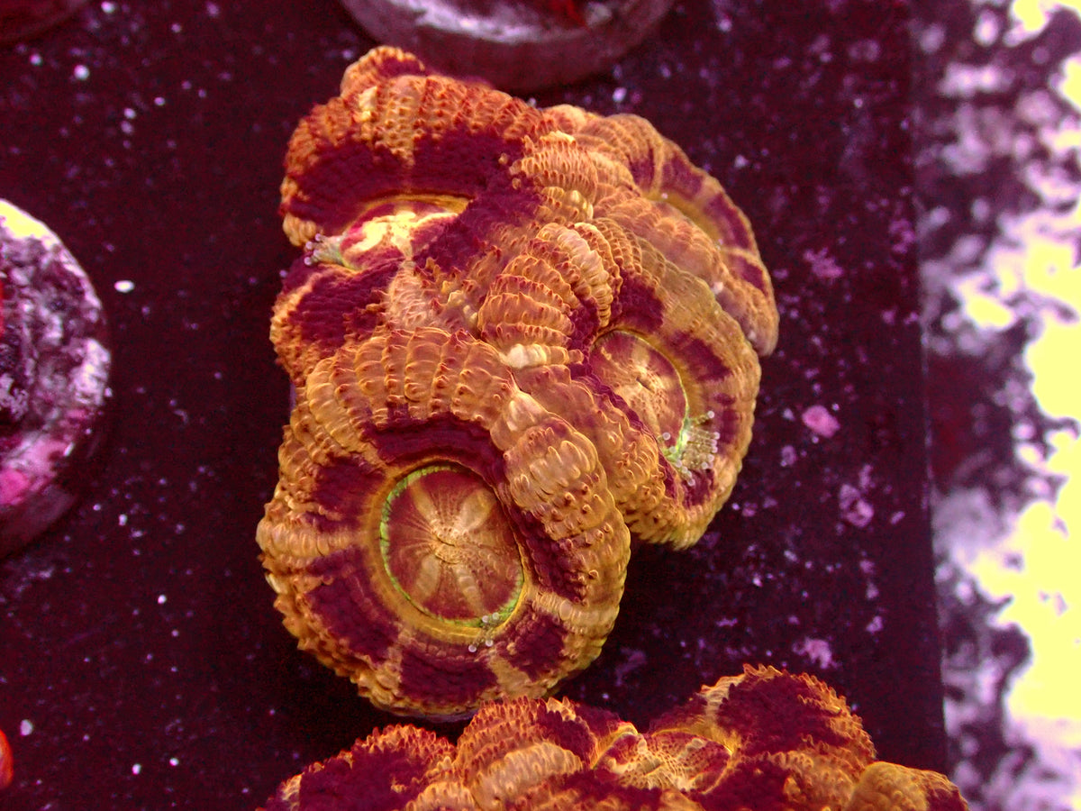 Golden/Black Asian Acanthastrea | WYSIWYG
