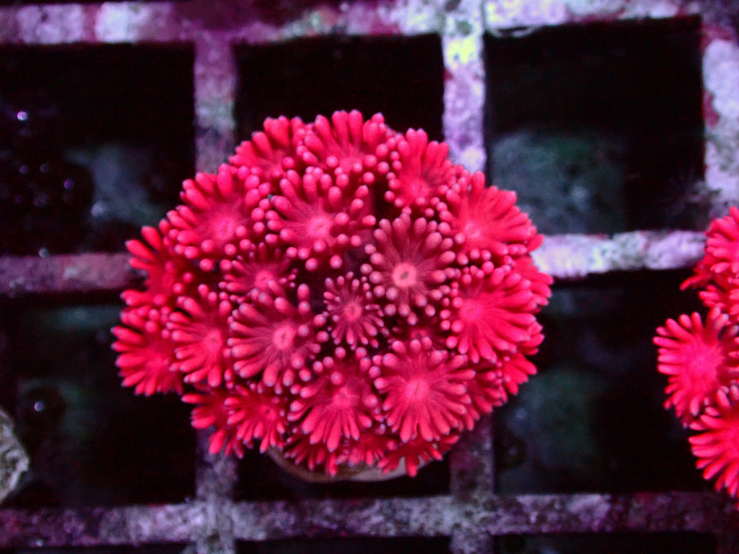 Ultra Magenta Goniopora | WYSIWYG
