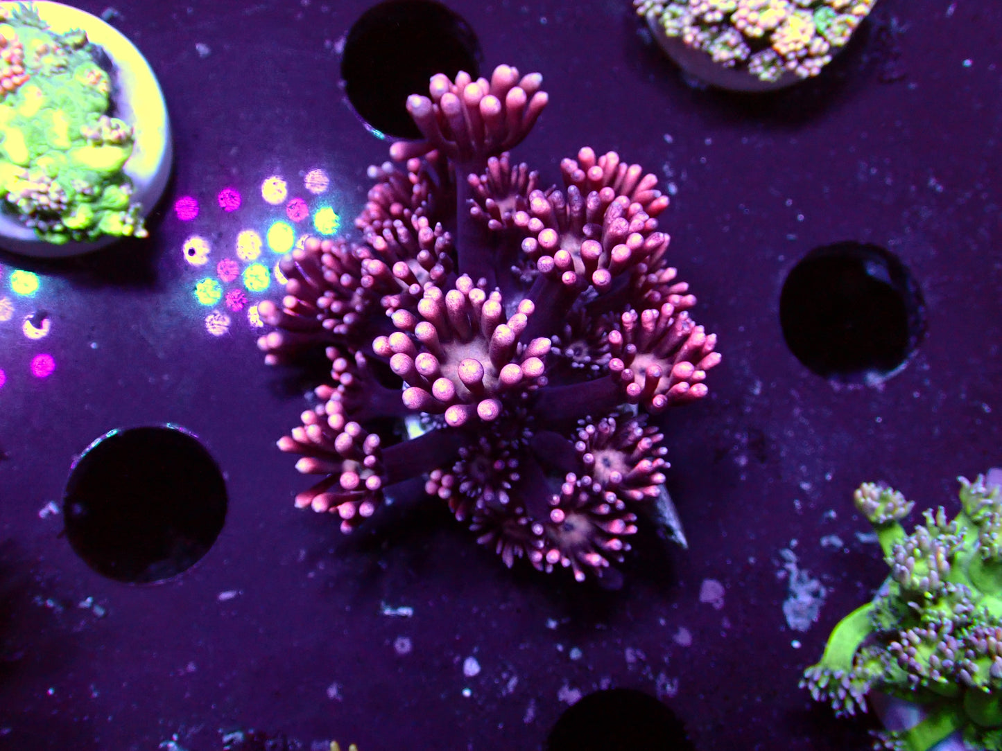 Purple Flower Goniopora | WYSIWYG