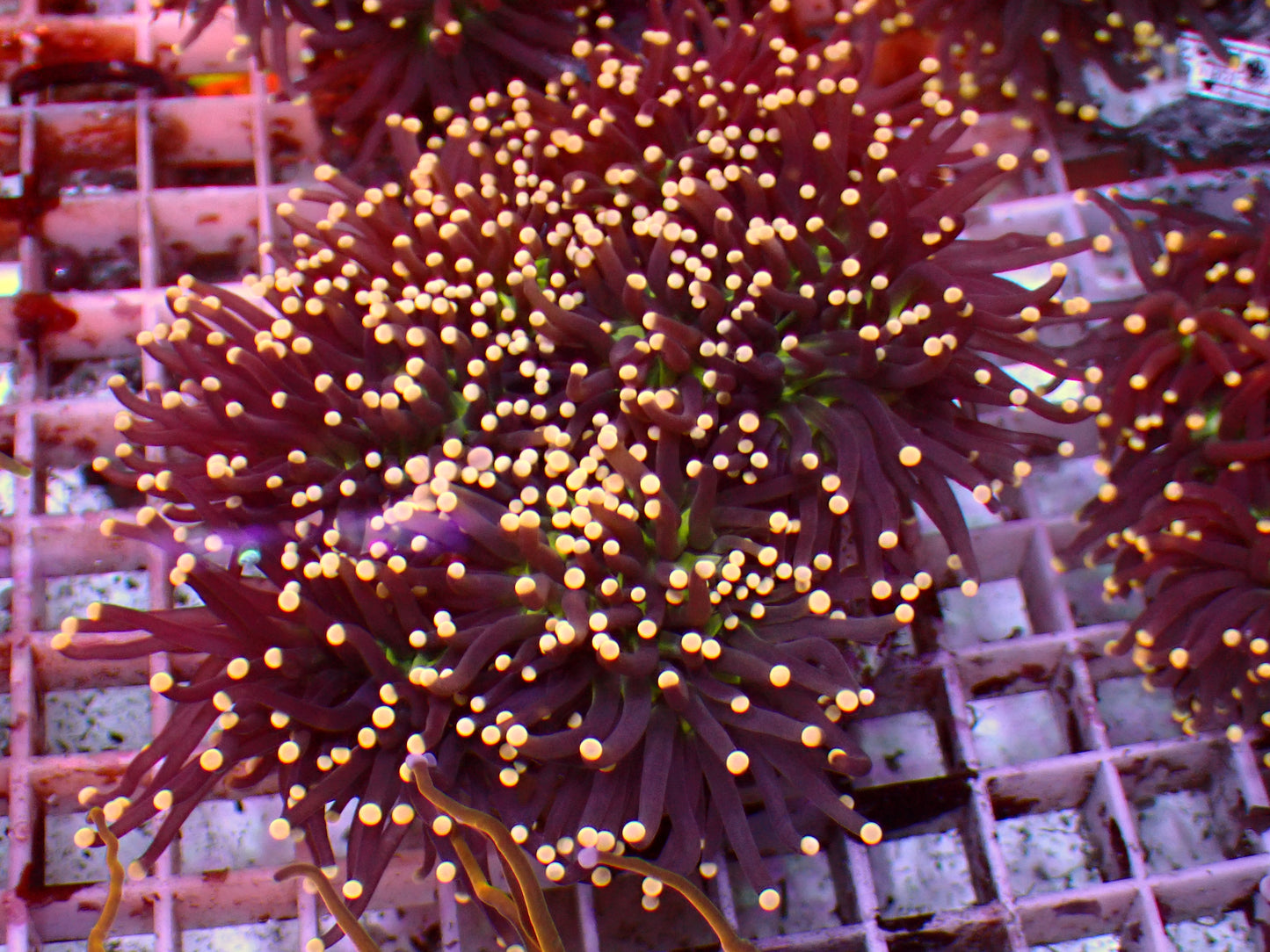 Sale! Aquaman Torch | Ableger