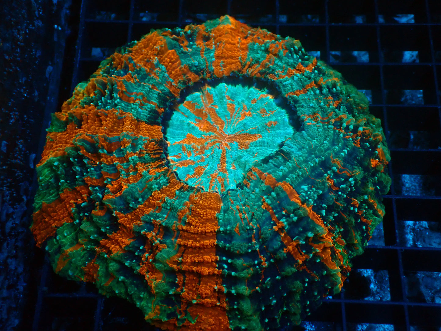 Mastergrade Acanthophyllia | WYSIWYG