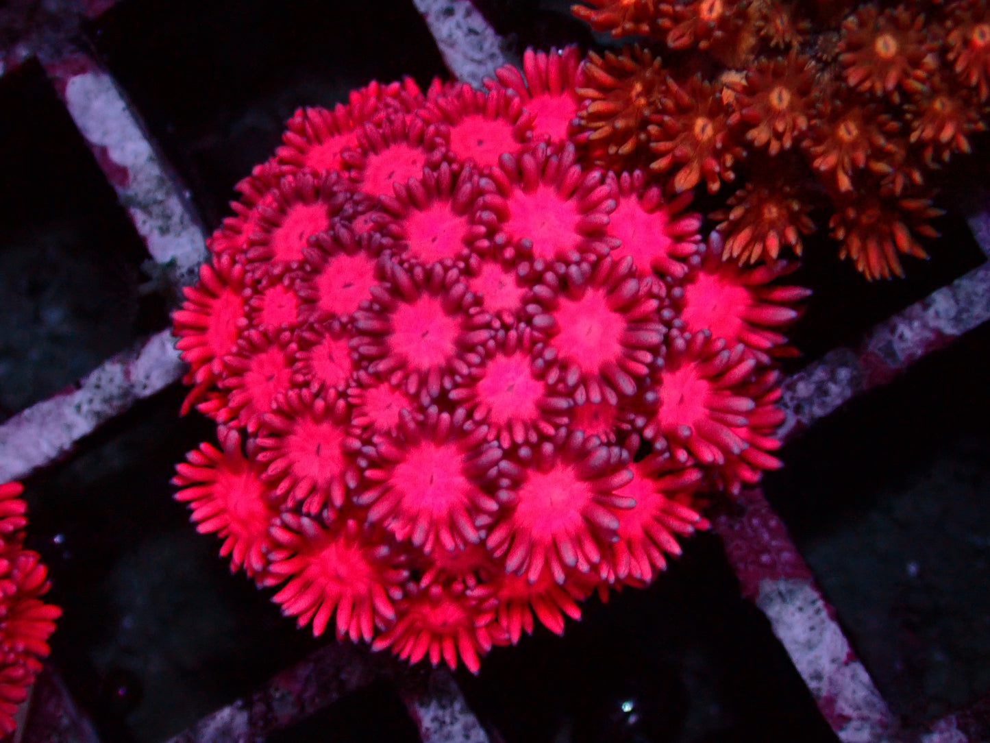Ultra Magenta Goniopora | WYSIWYG