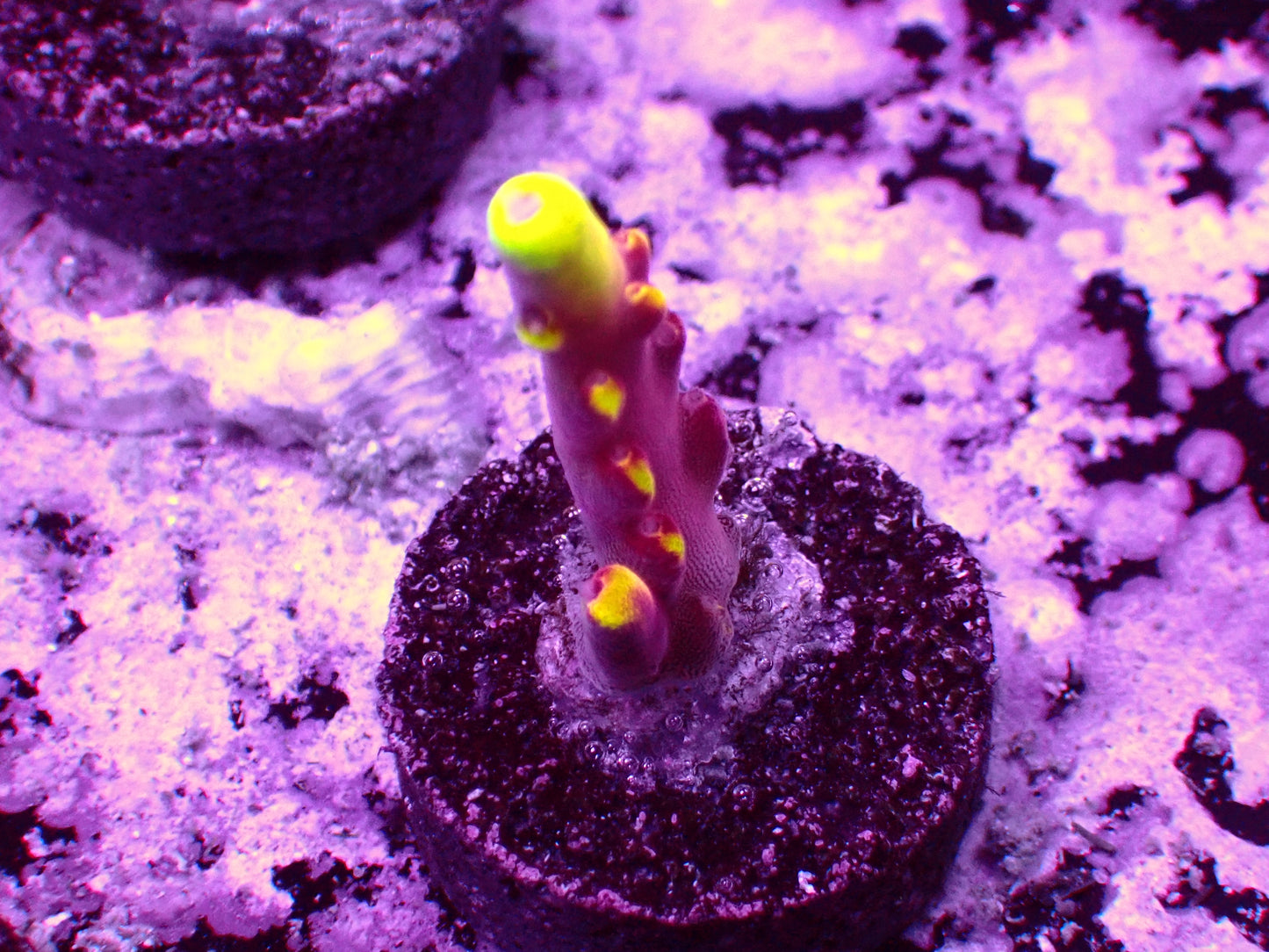 JF Fox Flame Acropora | WYSIWYG