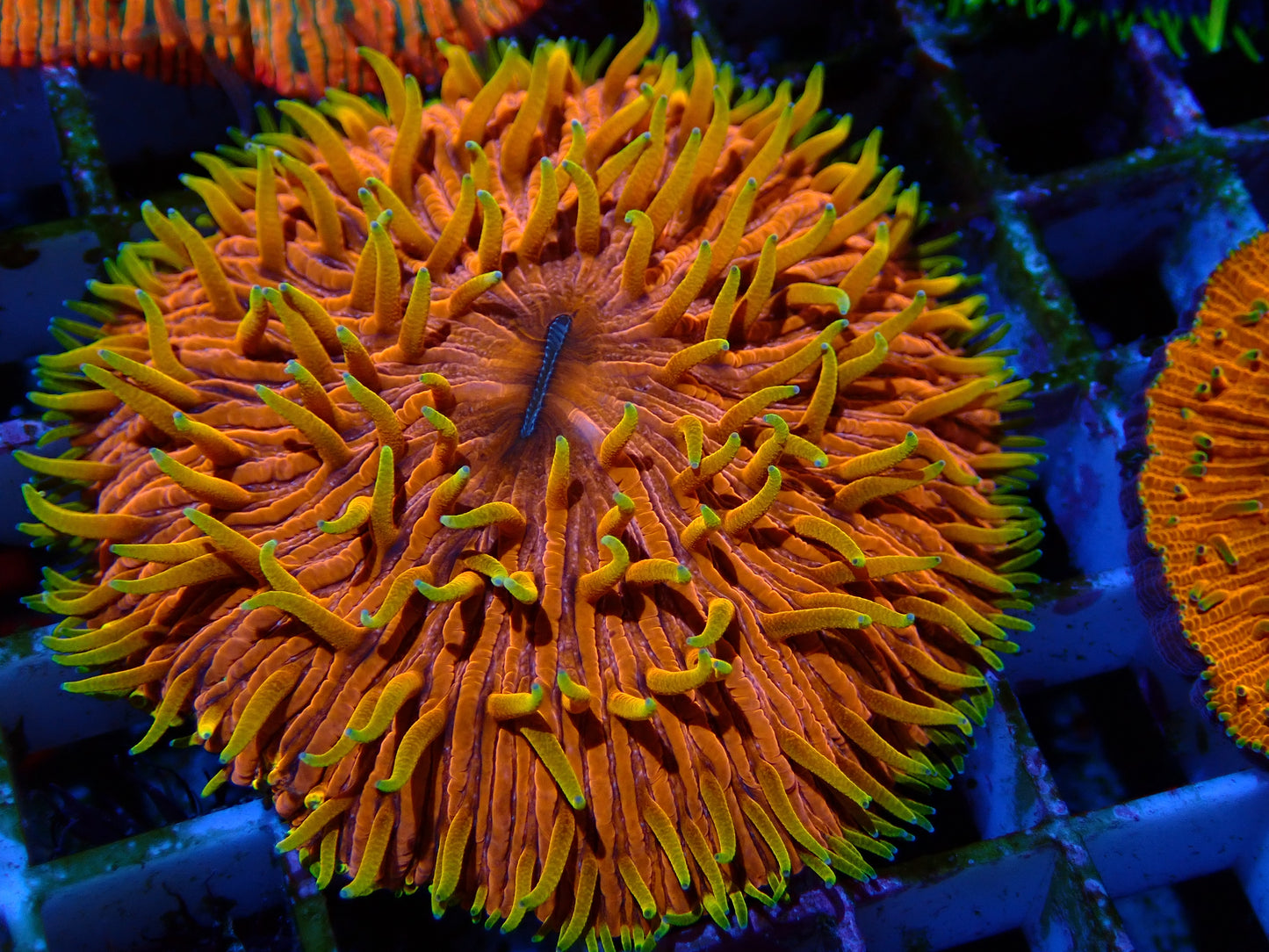 Ultra Yellow Tips Fungia | WYSIWYG