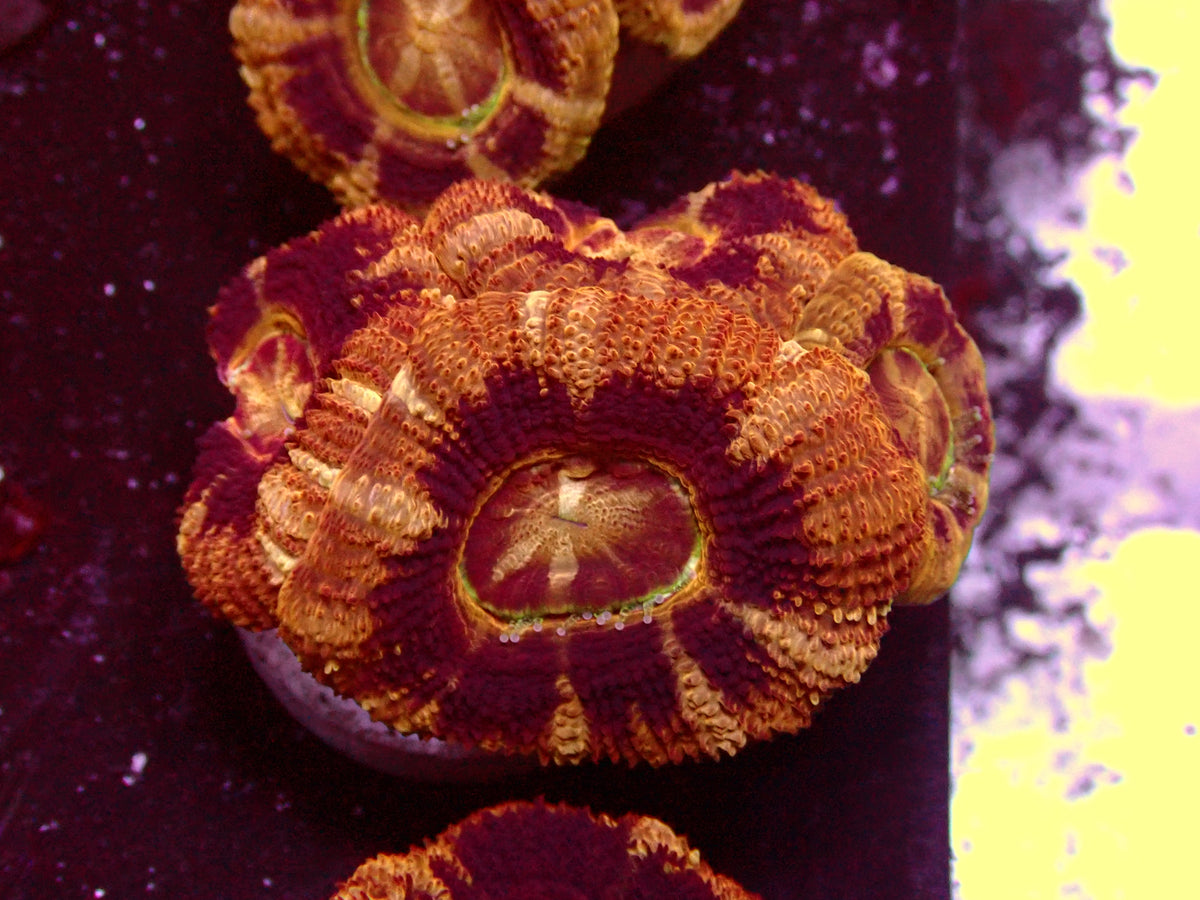 Golden/Black Asian Acanthastrea | WYSIWYG