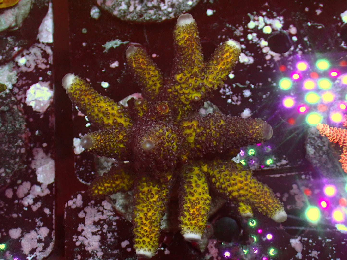 Acropora Humilis "Green/Yellow Ultra" | Colony