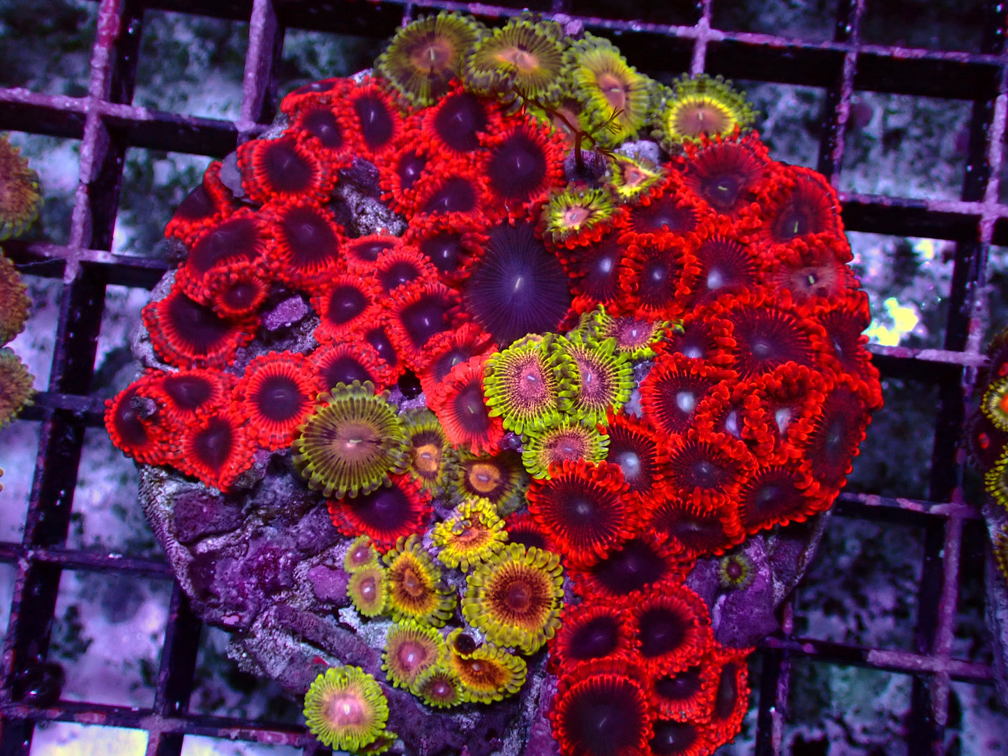 Zoanthus Rainbow Garden | WYSIWYG