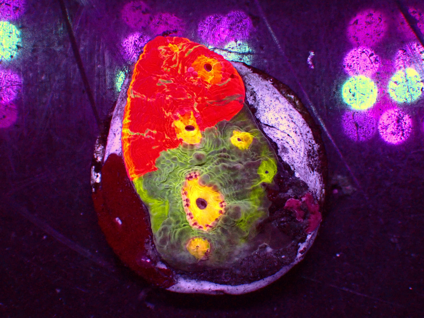 Rainbow Fuego Chalice | WYSIWYG