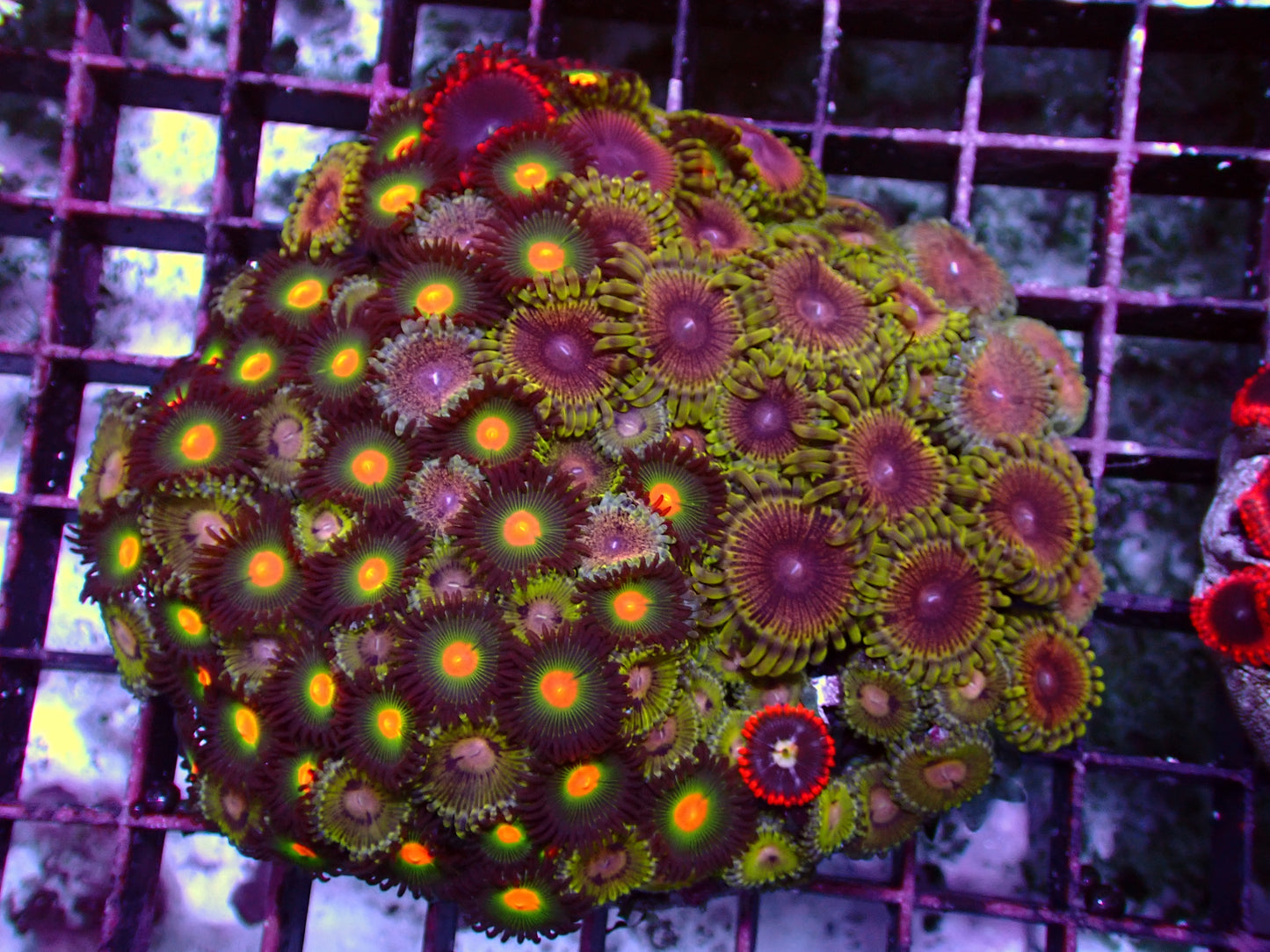 Zoanthus Rainbow Garden | WYSIWYG