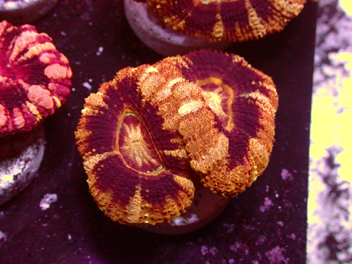 Golden/Black Asian Acanthastrea | WYSIWYG