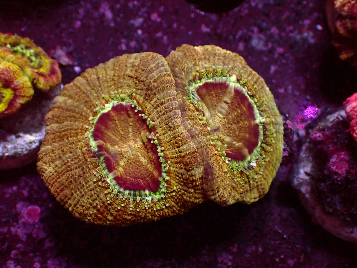 Golden Asian Acanthastrea | WYSIWYG