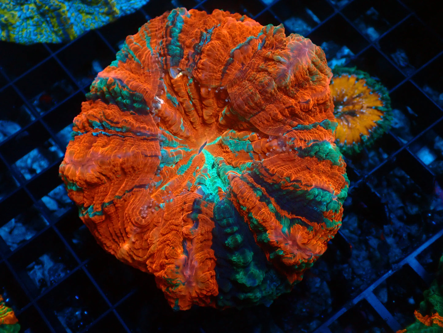 Mastergrade Acanthophyllia | WYSIWYG